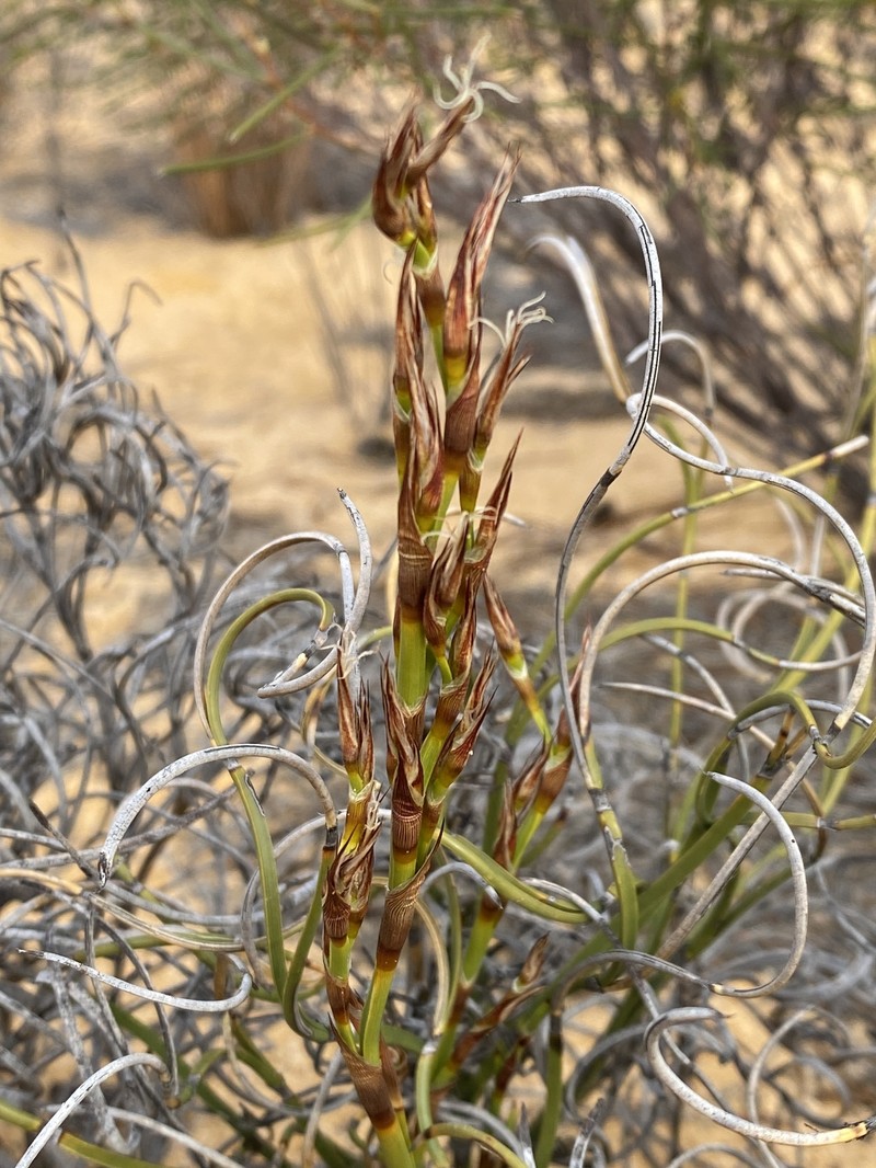 Caustis deserti photo 2