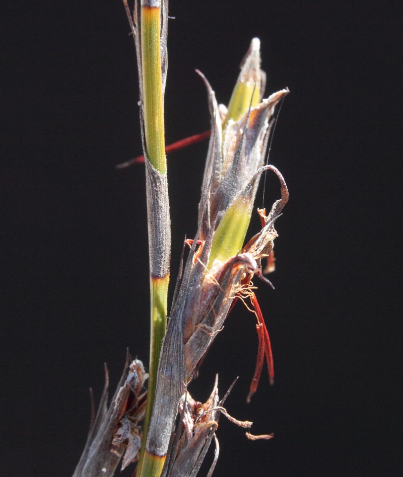 Caustis gigas photo 2