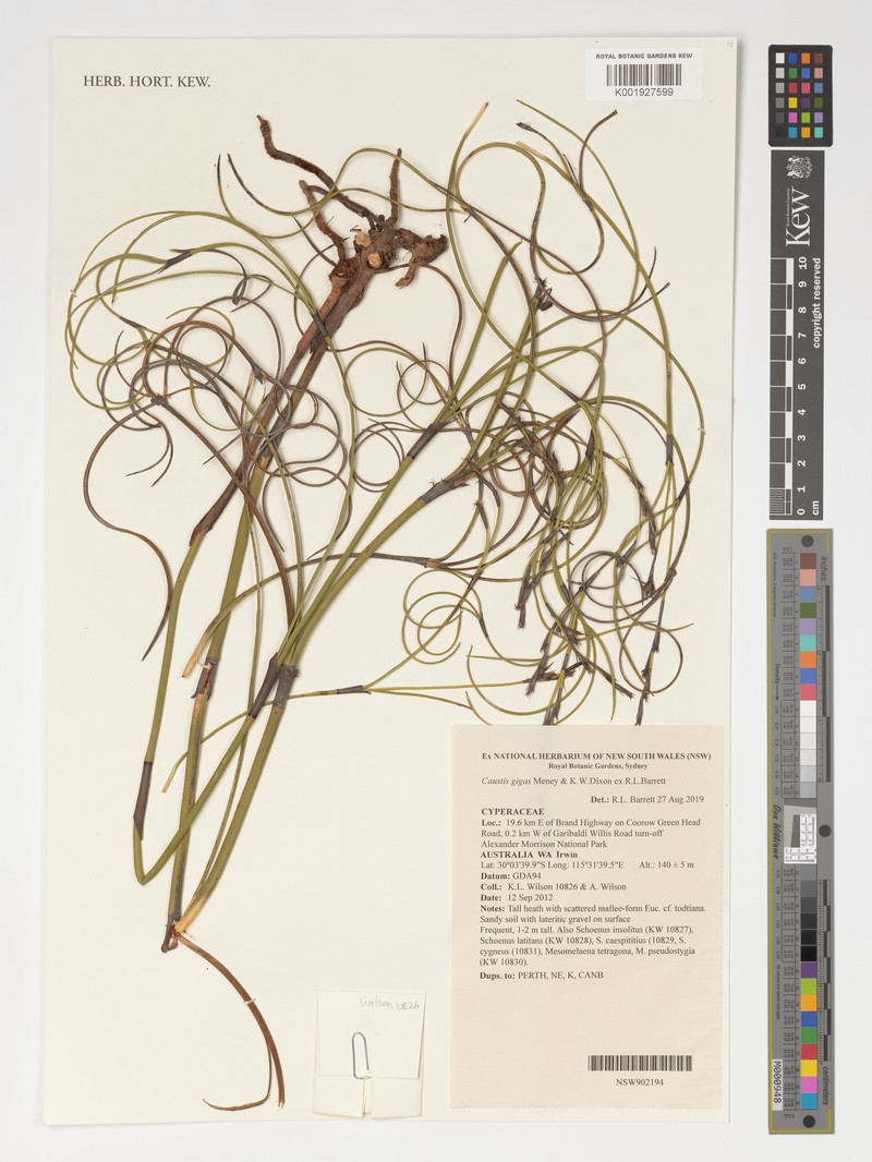 Caustis gigas photo 3