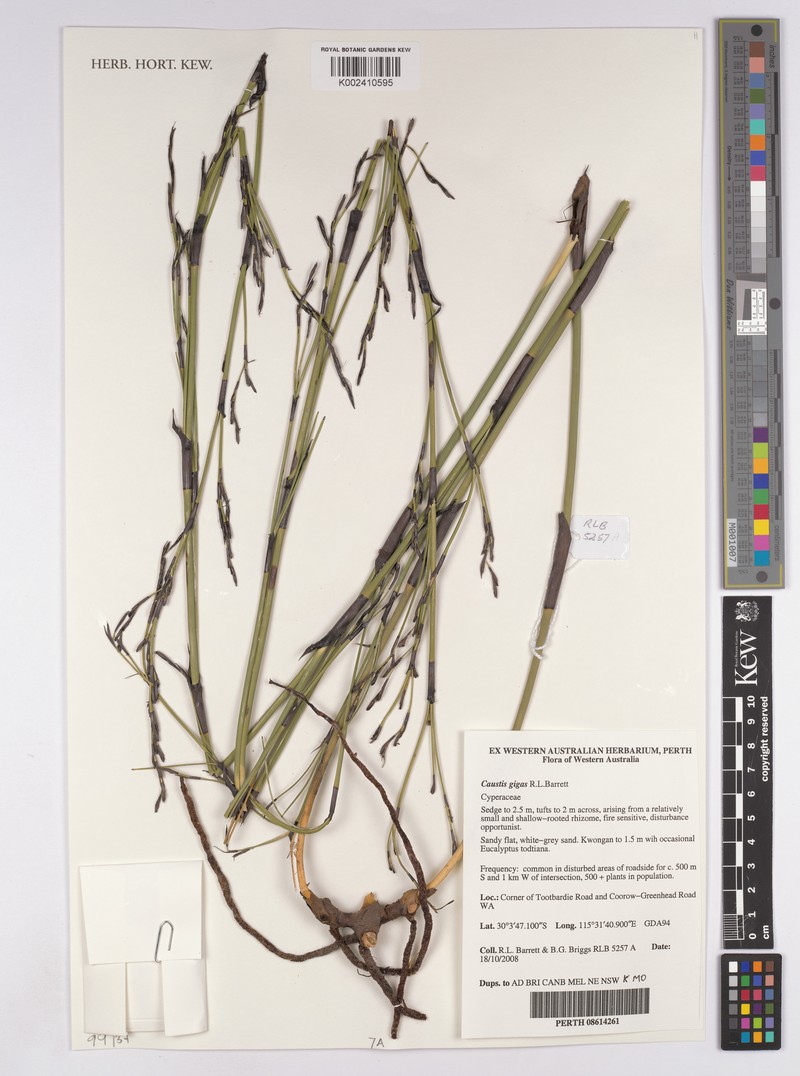 Caustis gigas photo 4