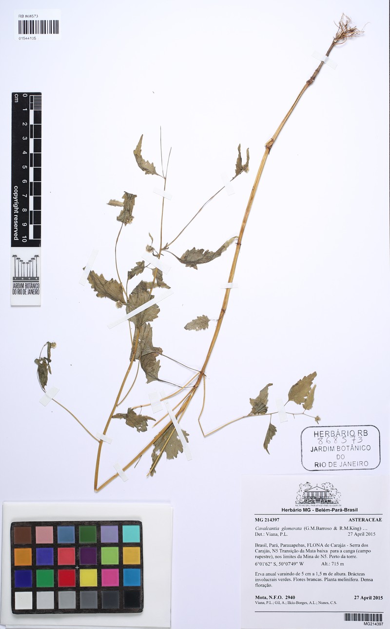 Cavalcantia glomerata