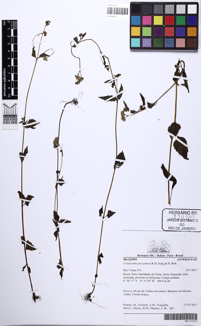 Cavalcantia percymosa