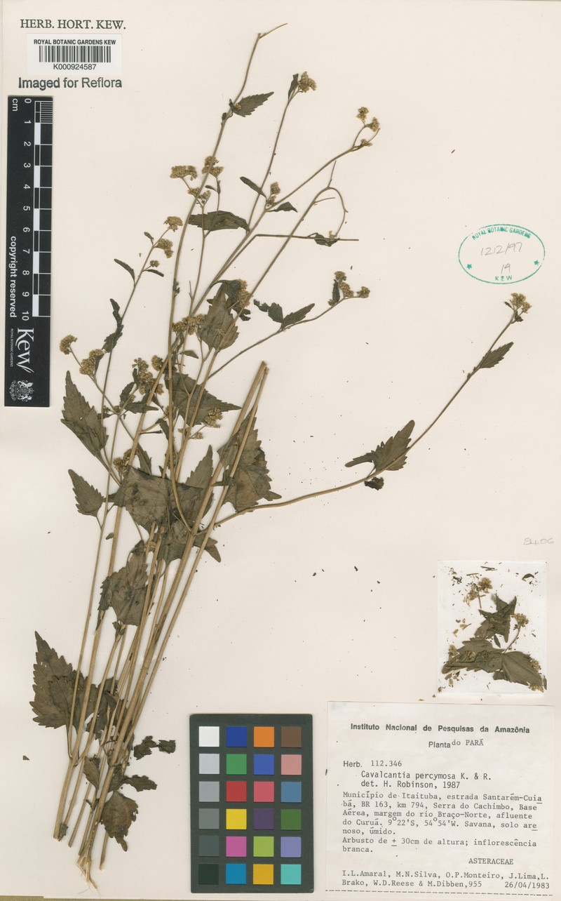 Cavalcantia percymosa photo 2