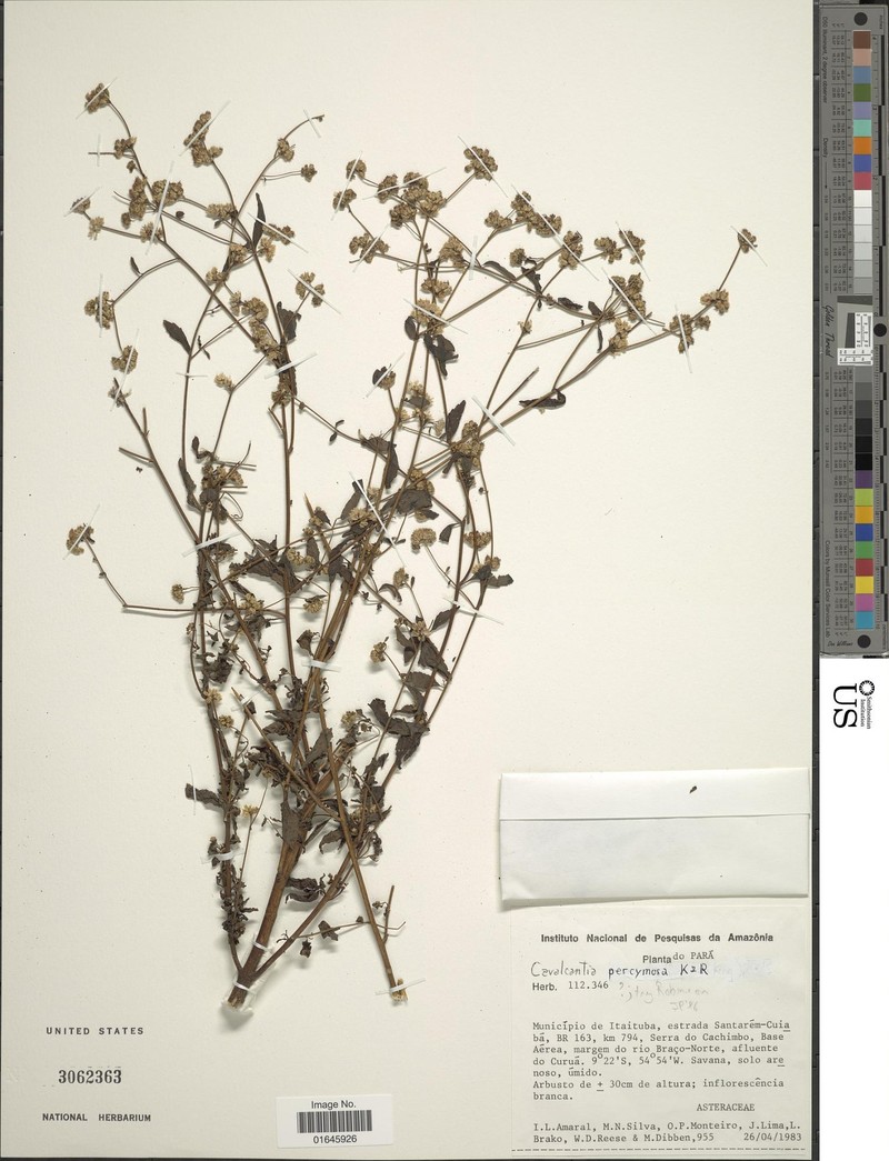 Cavalcantia percymosa photo 3