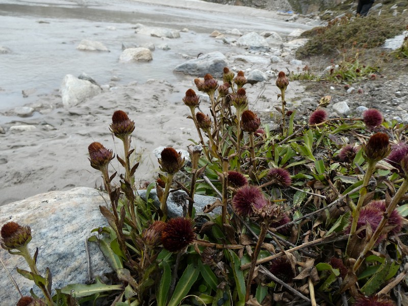 Cavea tanguensis