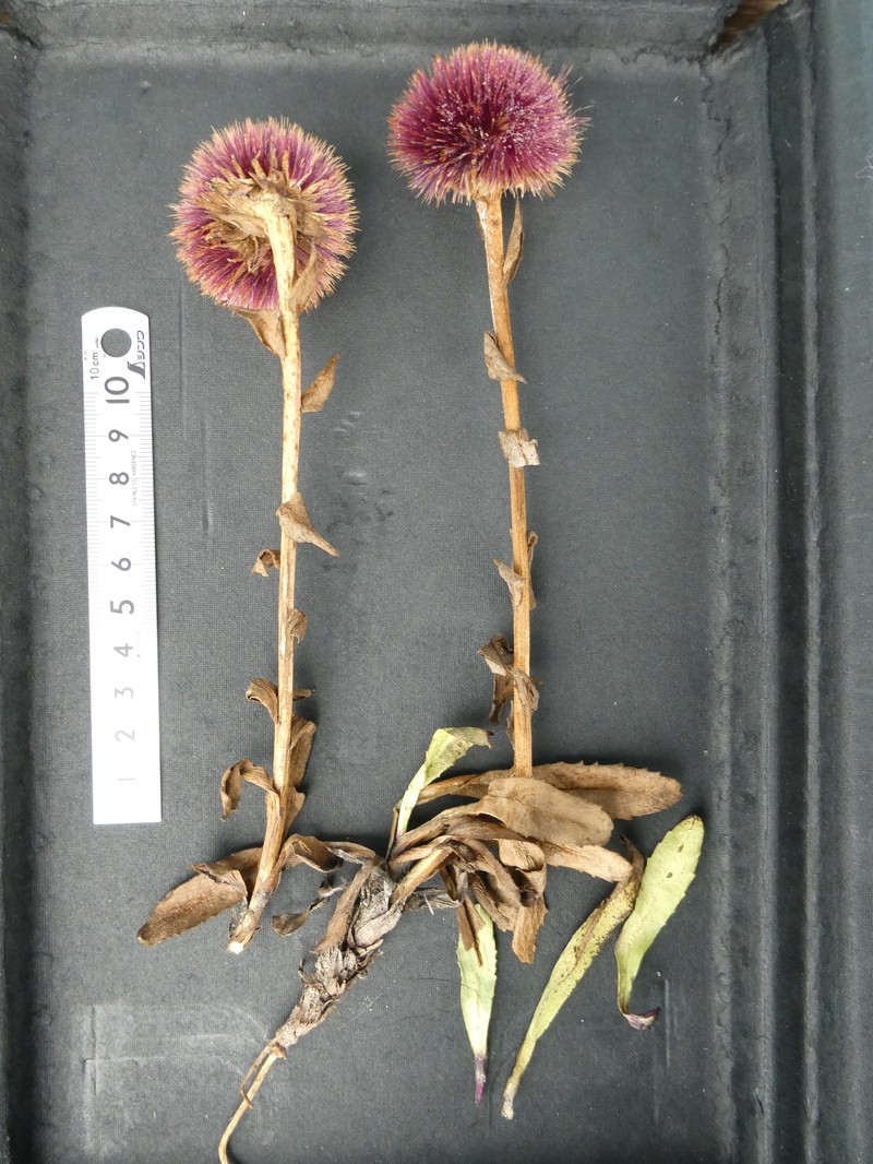 Cavea tanguensis photo 2