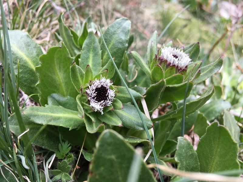Cavea tanguensis photo 3