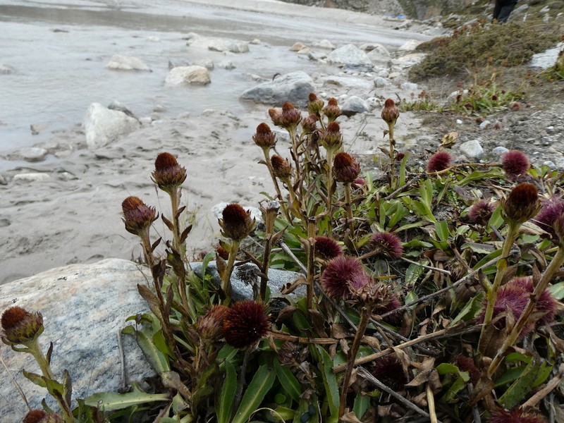 Cavea tanguensis photo 4