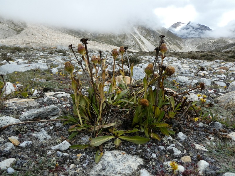 Cavea tanguensis photo 5