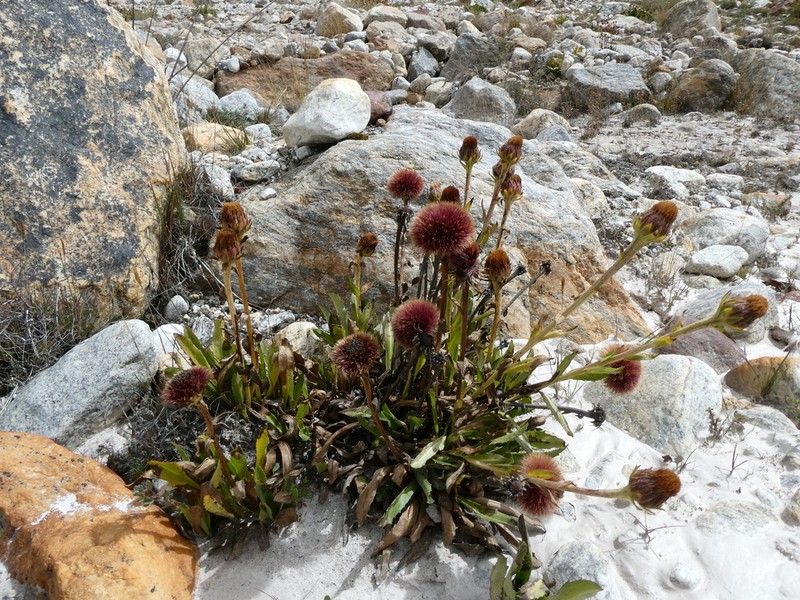 Cavea tanguensis photo 6