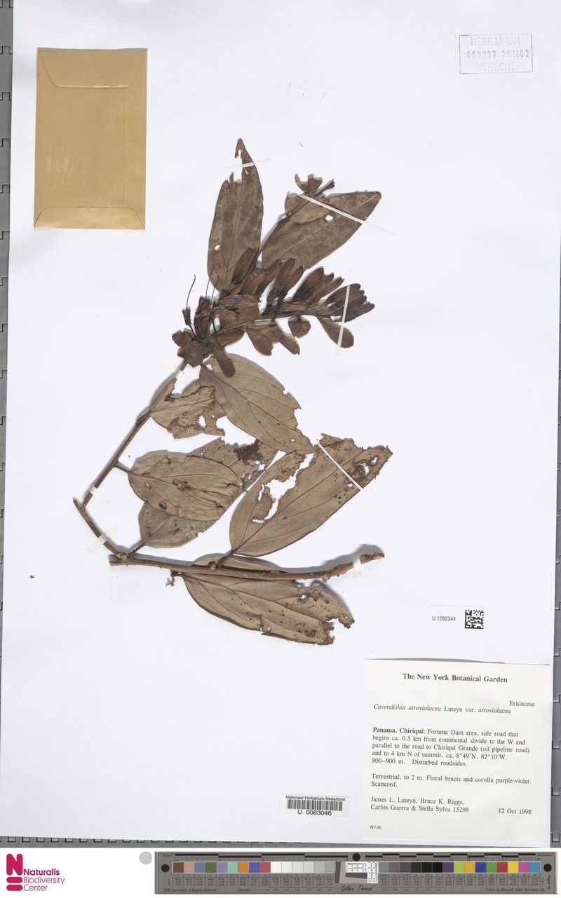 Cavendishia atroviolacea var. atroviolacea