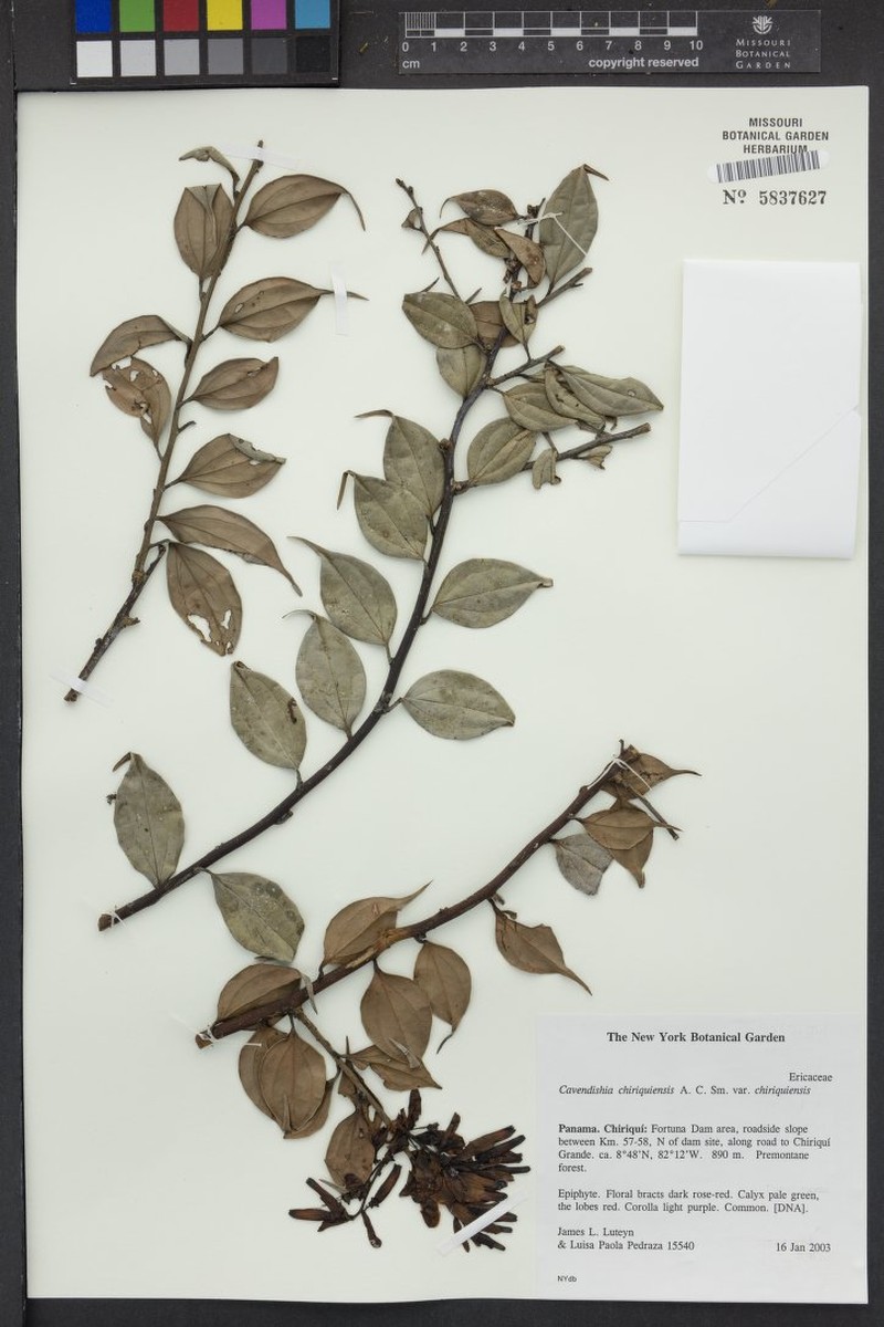 Cavendishia chiriquiensis var. chiriquiensis