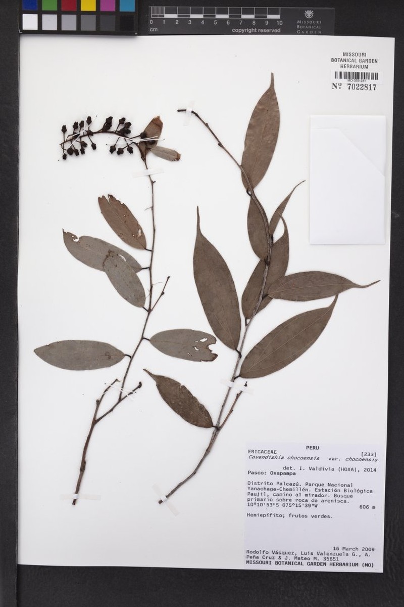 Cavendishia chocoensis var. chocoensis