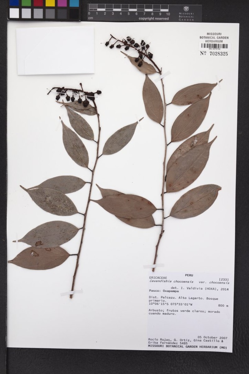 Cavendishia chocoensis var. chocoensis photo 2