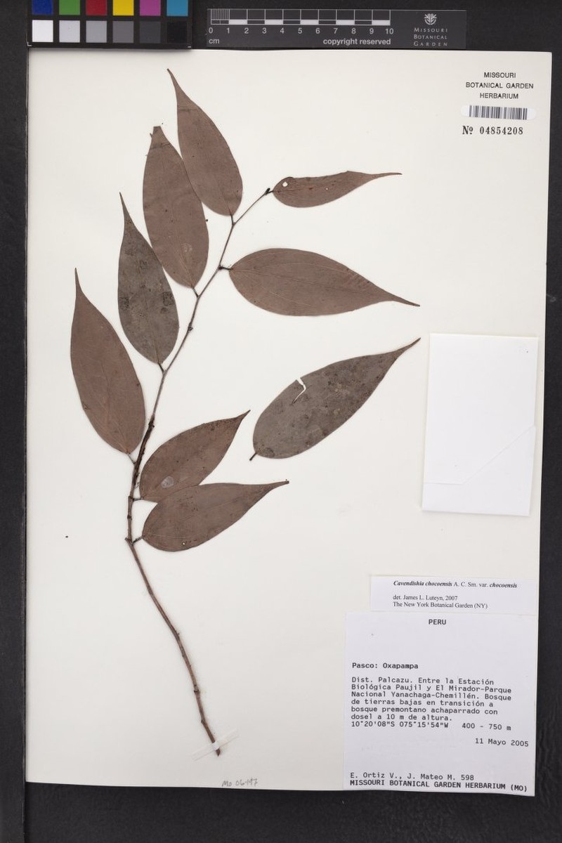 Cavendishia chocoensis var. chocoensis photo 3