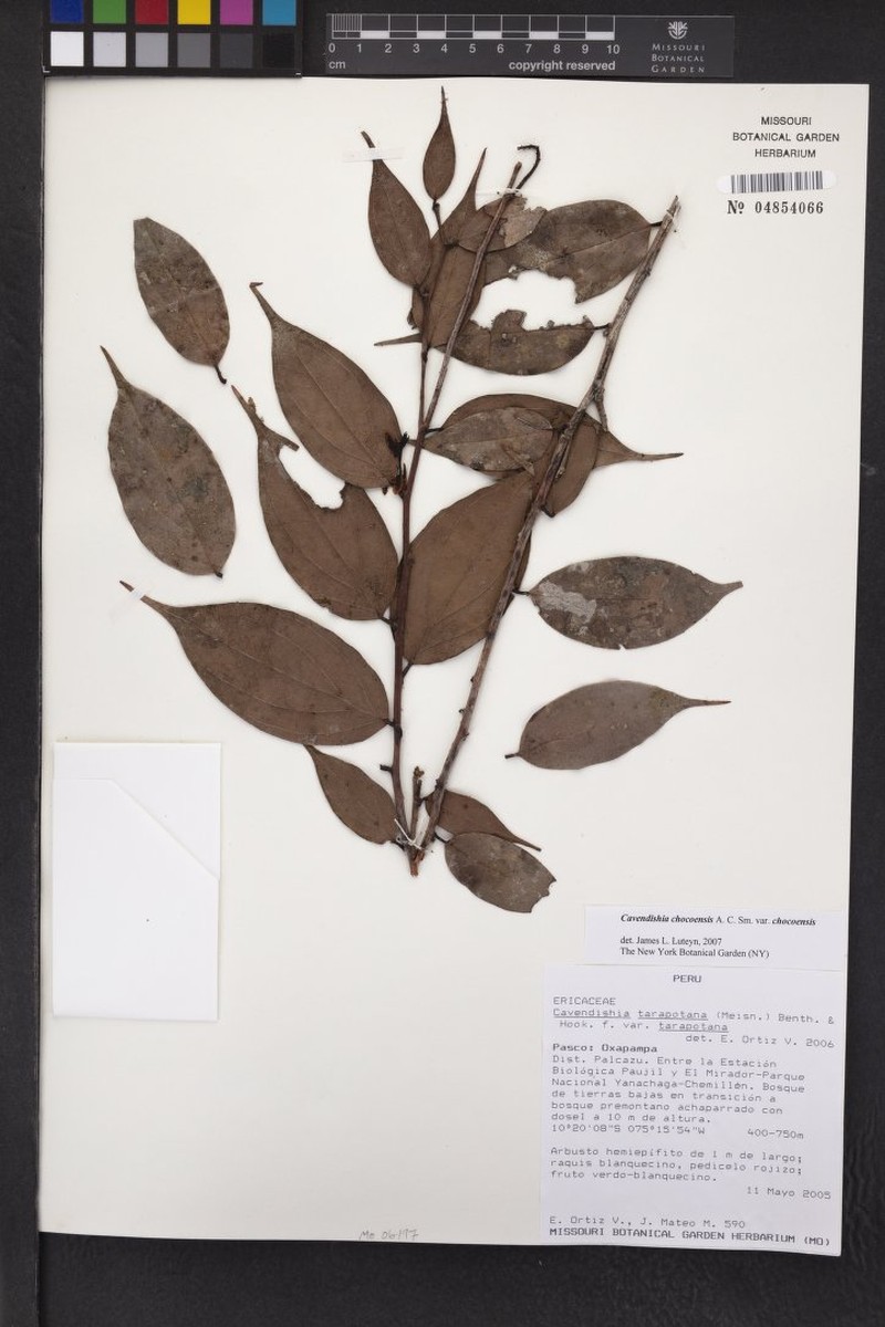 Cavendishia chocoensis var. chocoensis photo 4