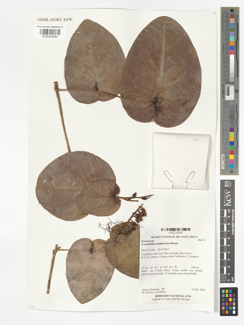 Cavendishia complectens subsp. complectens