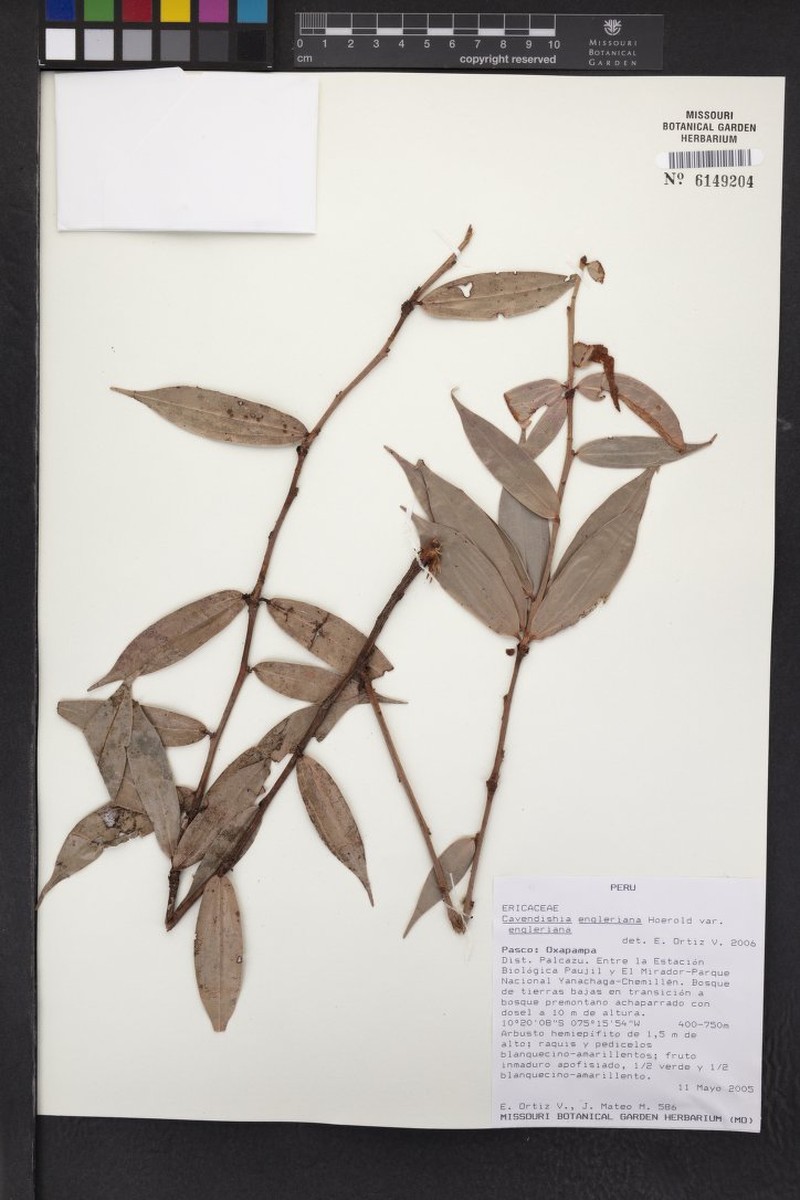 Cavendishia engleriana var. engleriana