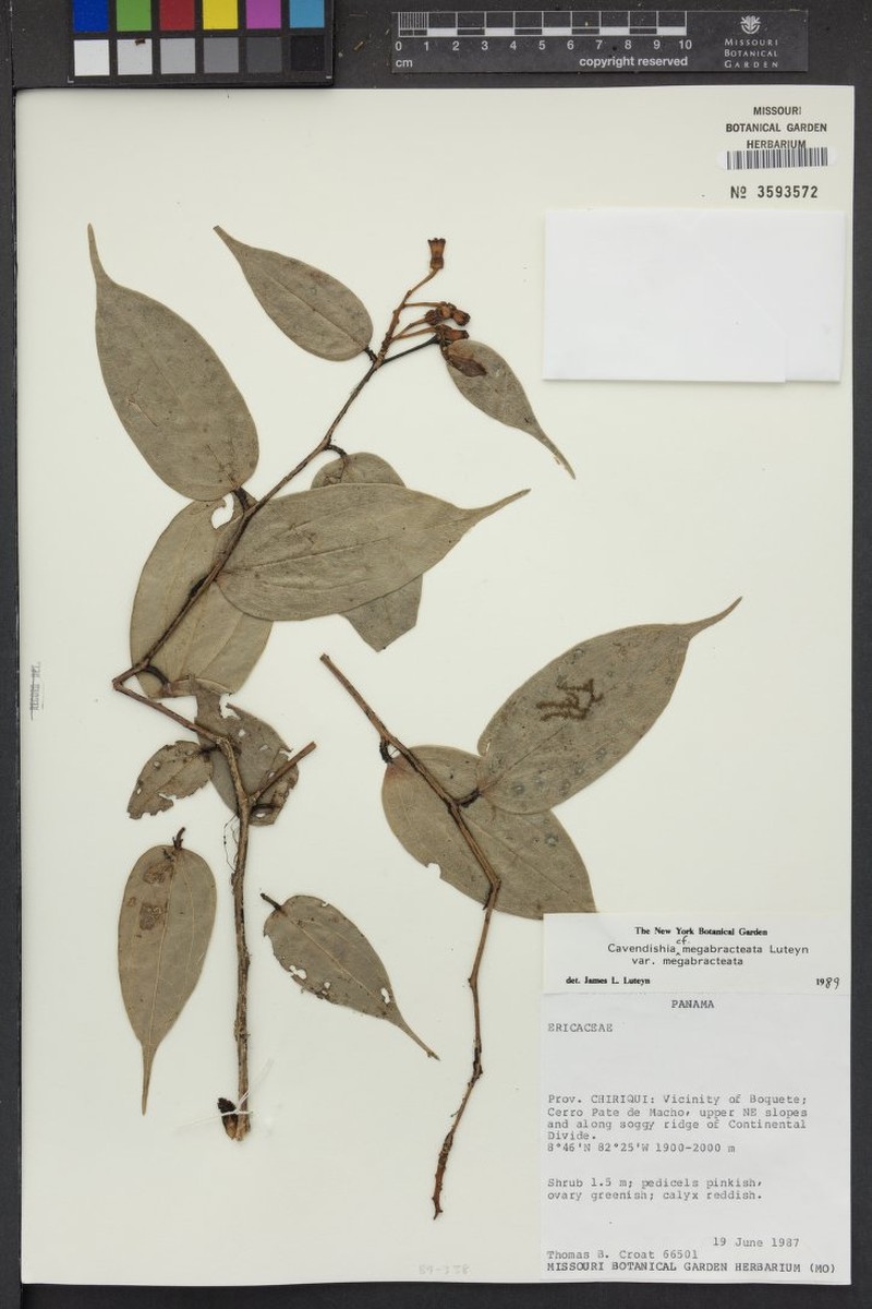 Cavendishia megabracteata var. megabracteata