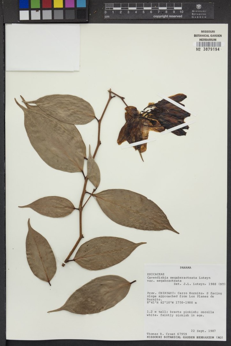 Cavendishia megabracteata var. megabracteata photo 2