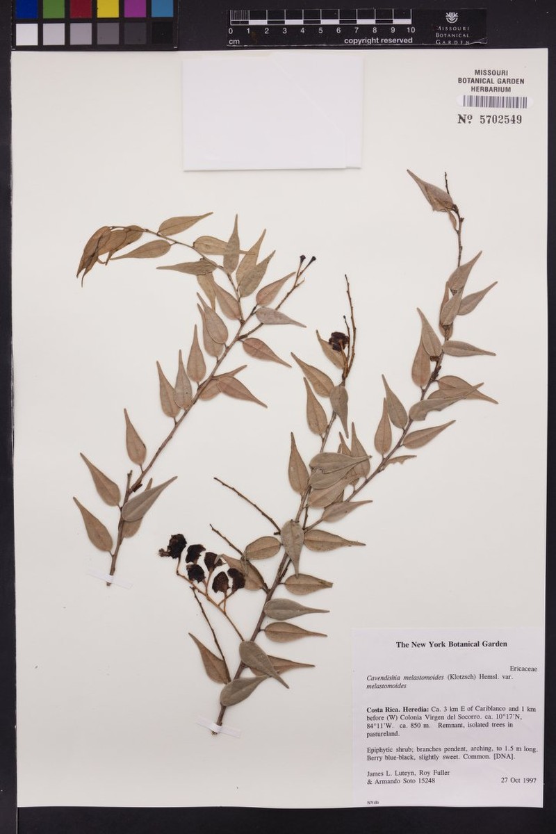 Cavendishia melastomoides var. melastomoides