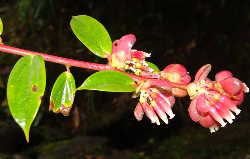 Cavendishia nobilis var. nobilis