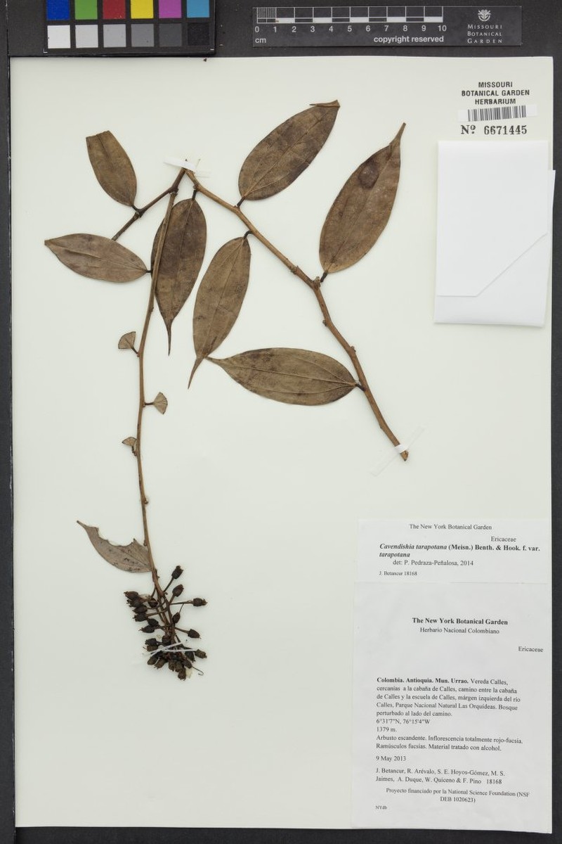 Cavendishia tarapotana var. tarapotana