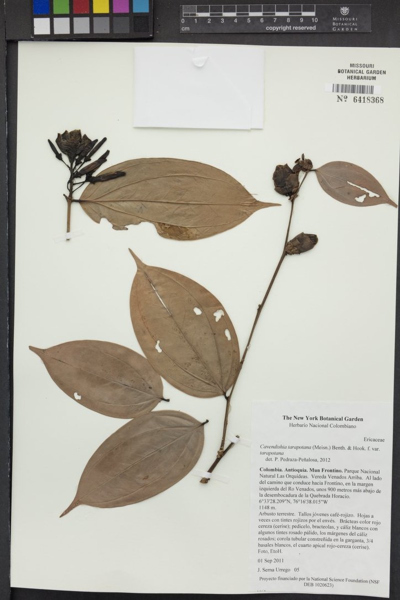 Cavendishia tarapotana var. tarapotana photo 2