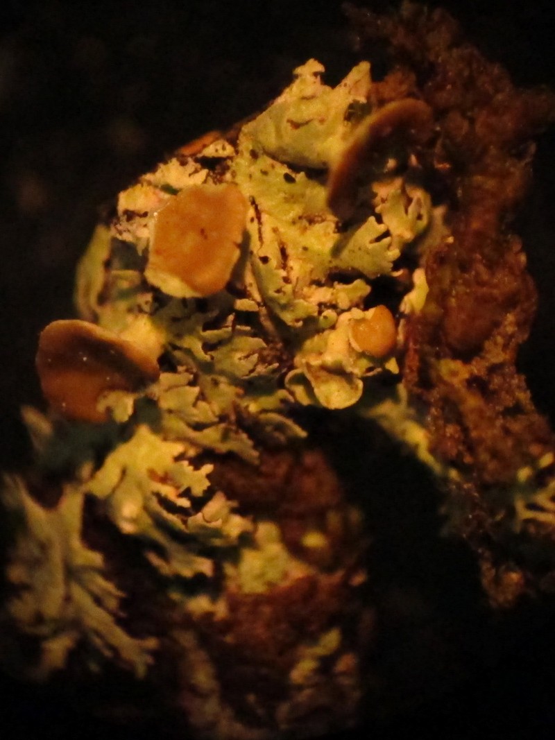 Pitted Lichen