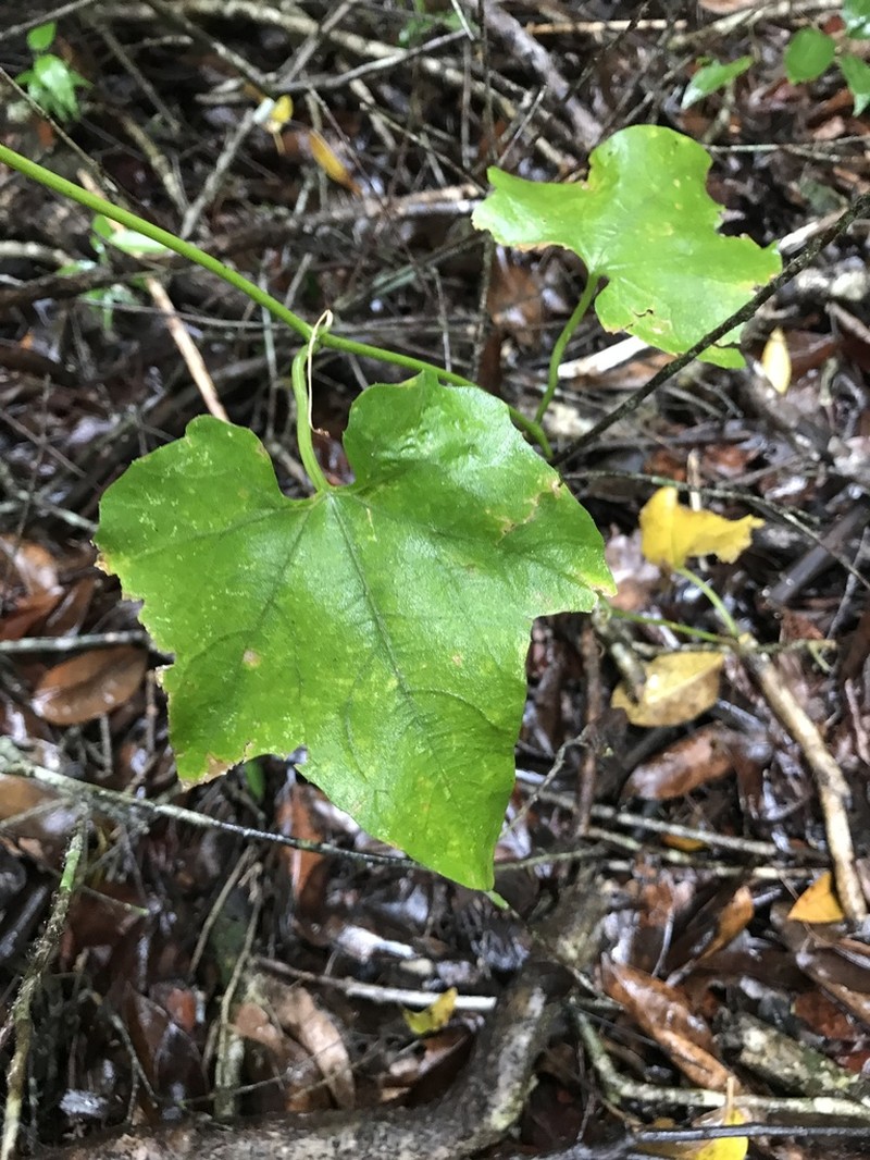 American Melonleaf
