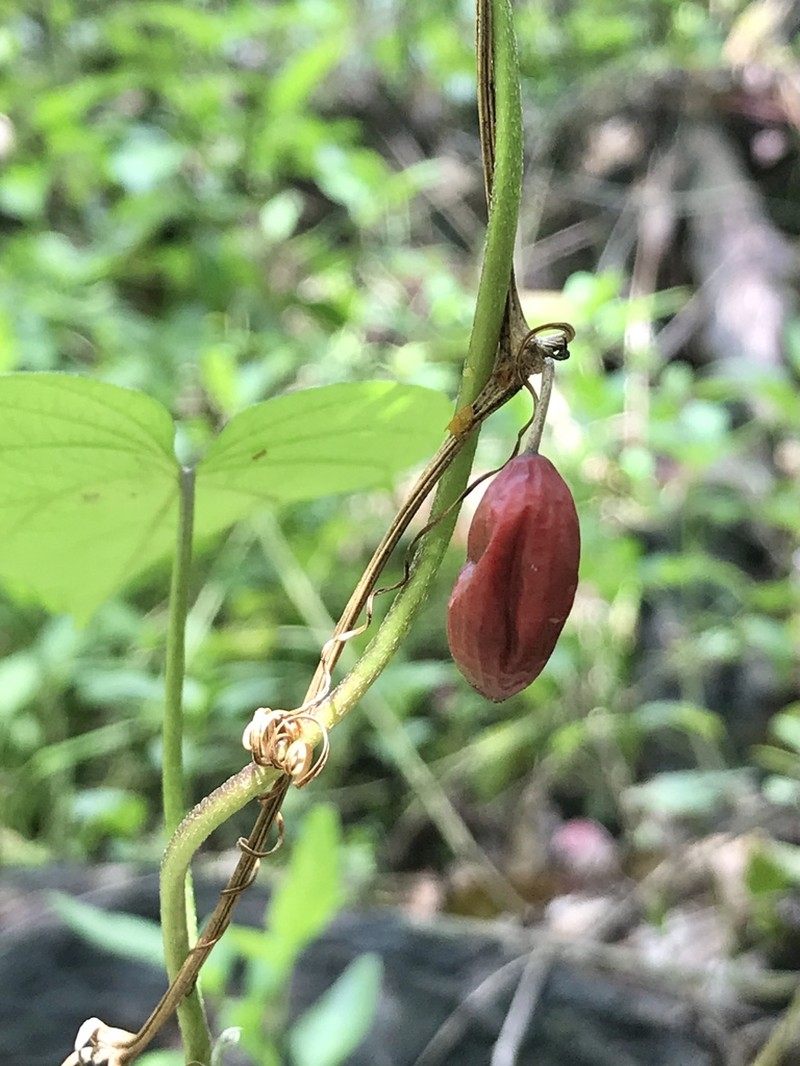 American Melonleaf photo 2