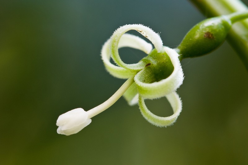 American Melonleaf photo 3