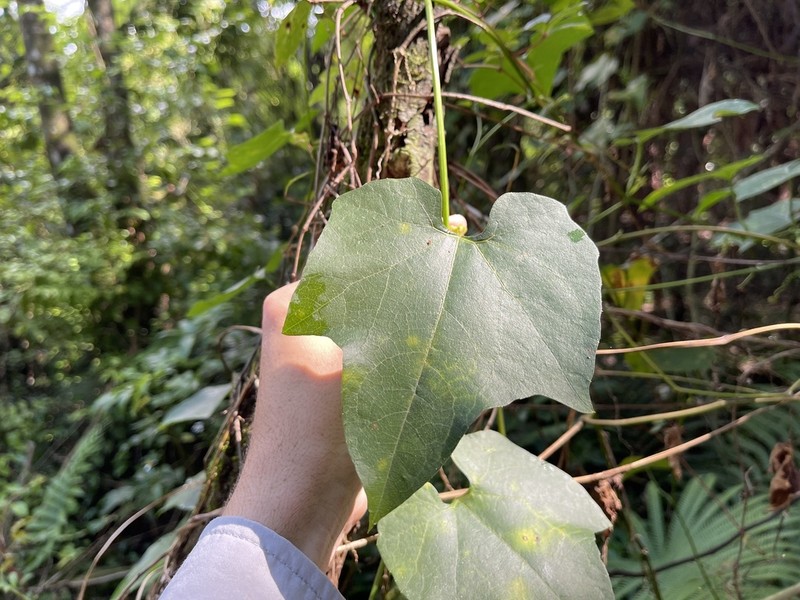 American Melonleaf photo 4