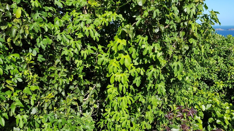 American Melonleaf photo 5