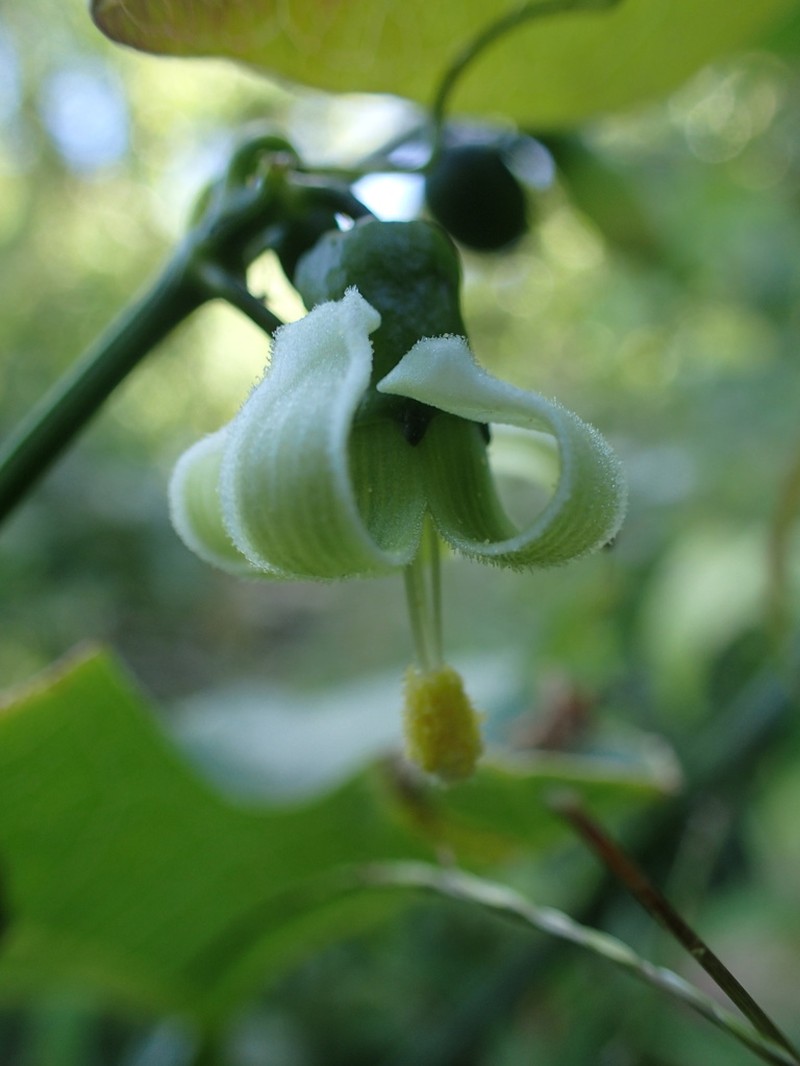 American Melonleaf photo 6