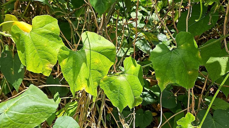 American Melonleaf photo 7