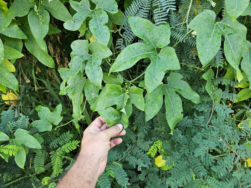American Melonleaf photo 8