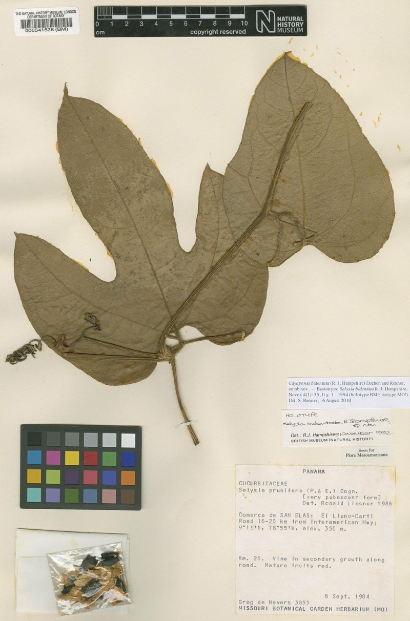 Cayaponia bidentata