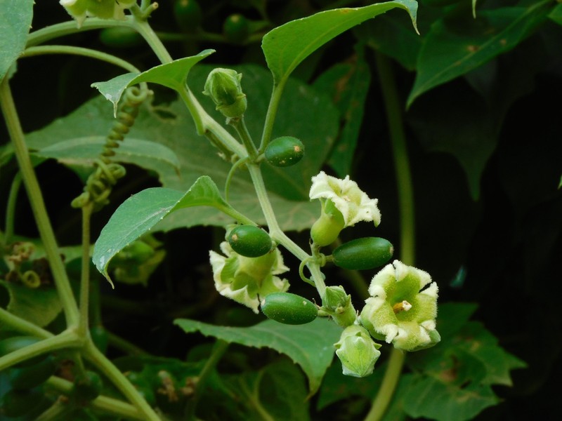 Cayaponia breviloba photo 2
