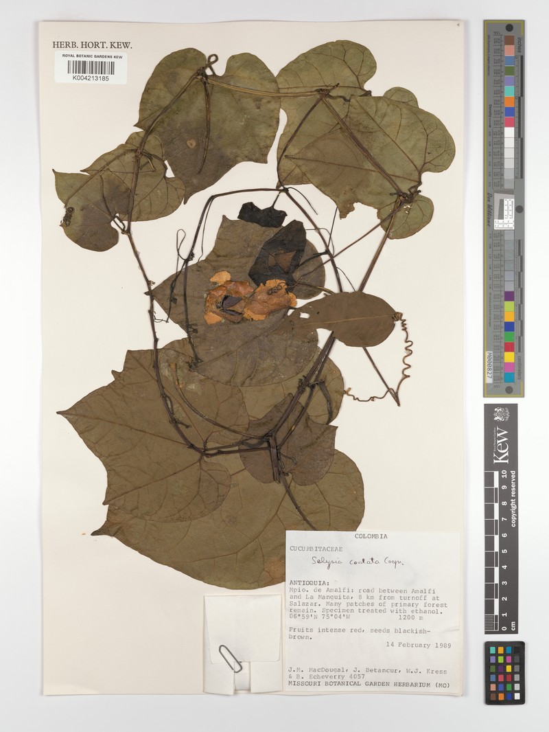 Cayaponia cordata