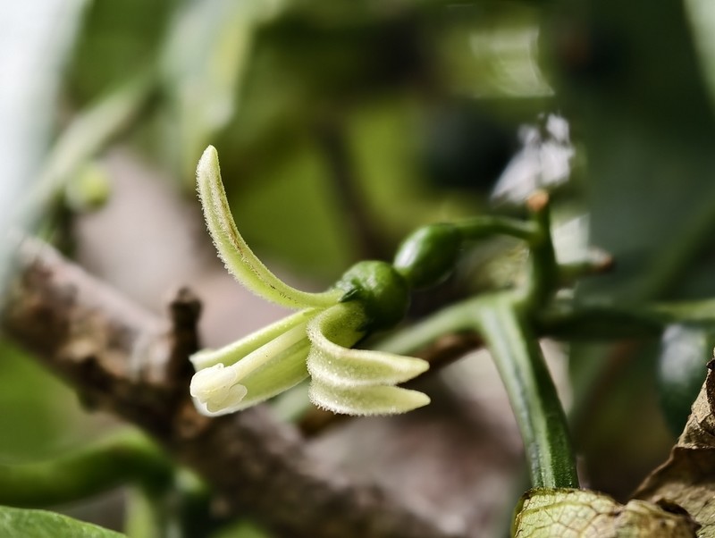 Cayaponia domingensis photo 2