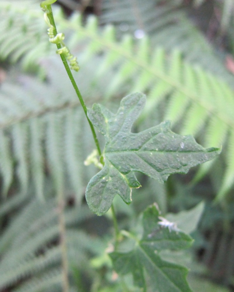 Cayaponia domingensis photo 3