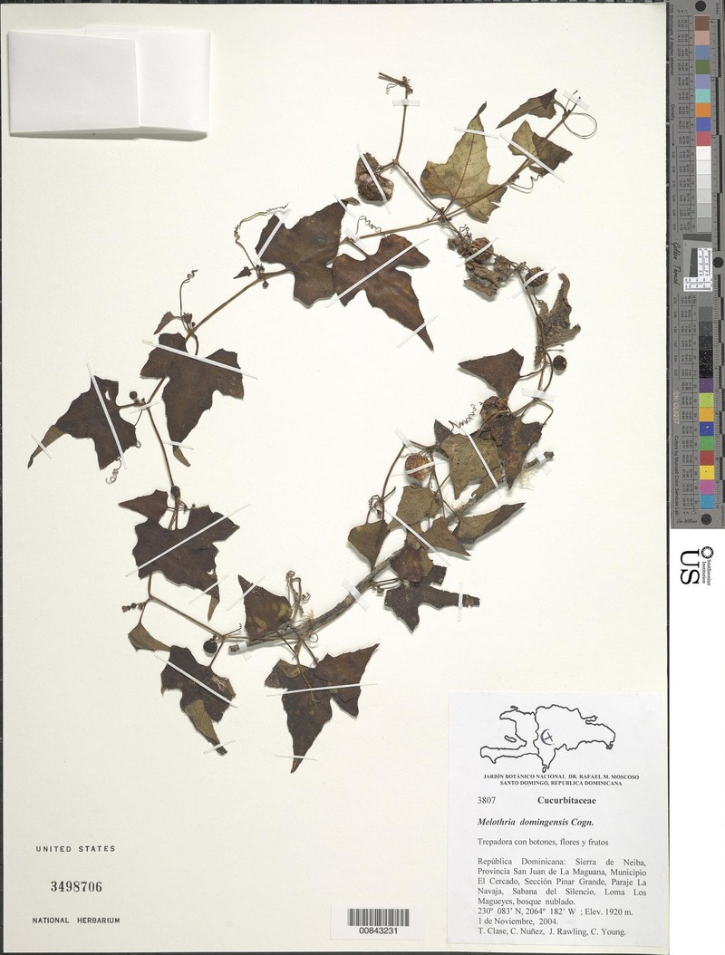 Cayaponia domingensis photo 4