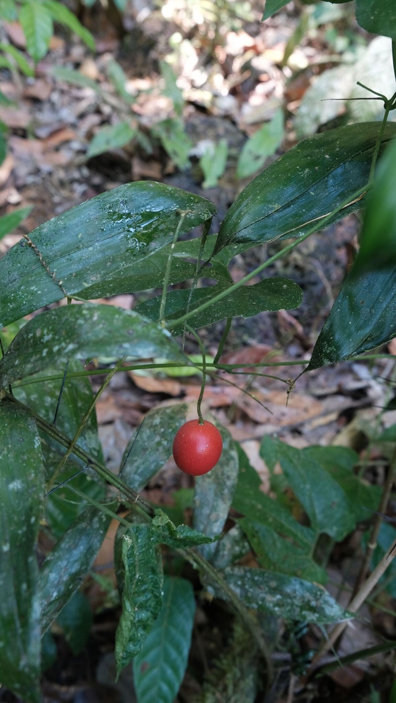 Cayaponia prunifera