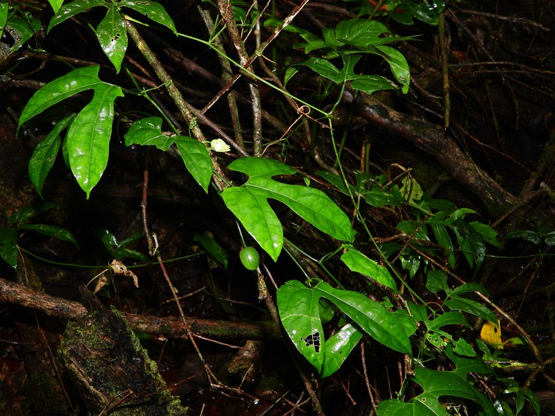 Cayaponia prunifera photo 2