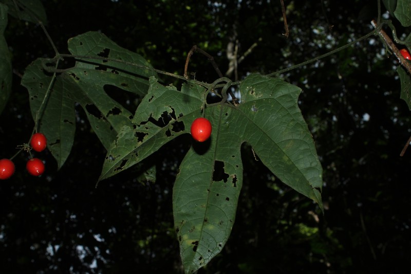 Cayaponia prunifera photo 3
