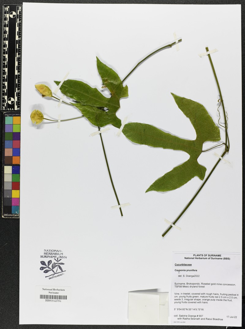 Cayaponia prunifera photo 4