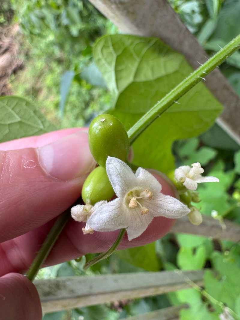 Fivelobe Cucumber photo 2