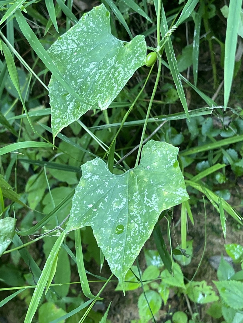 Fivelobe Cucumber photo 4