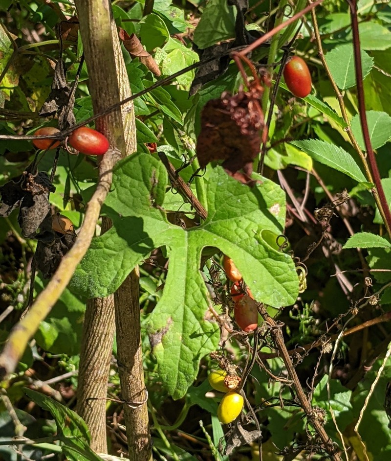 Fivelobe Cucumber photo 5